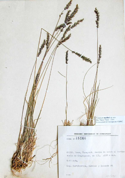 trisetum matthei